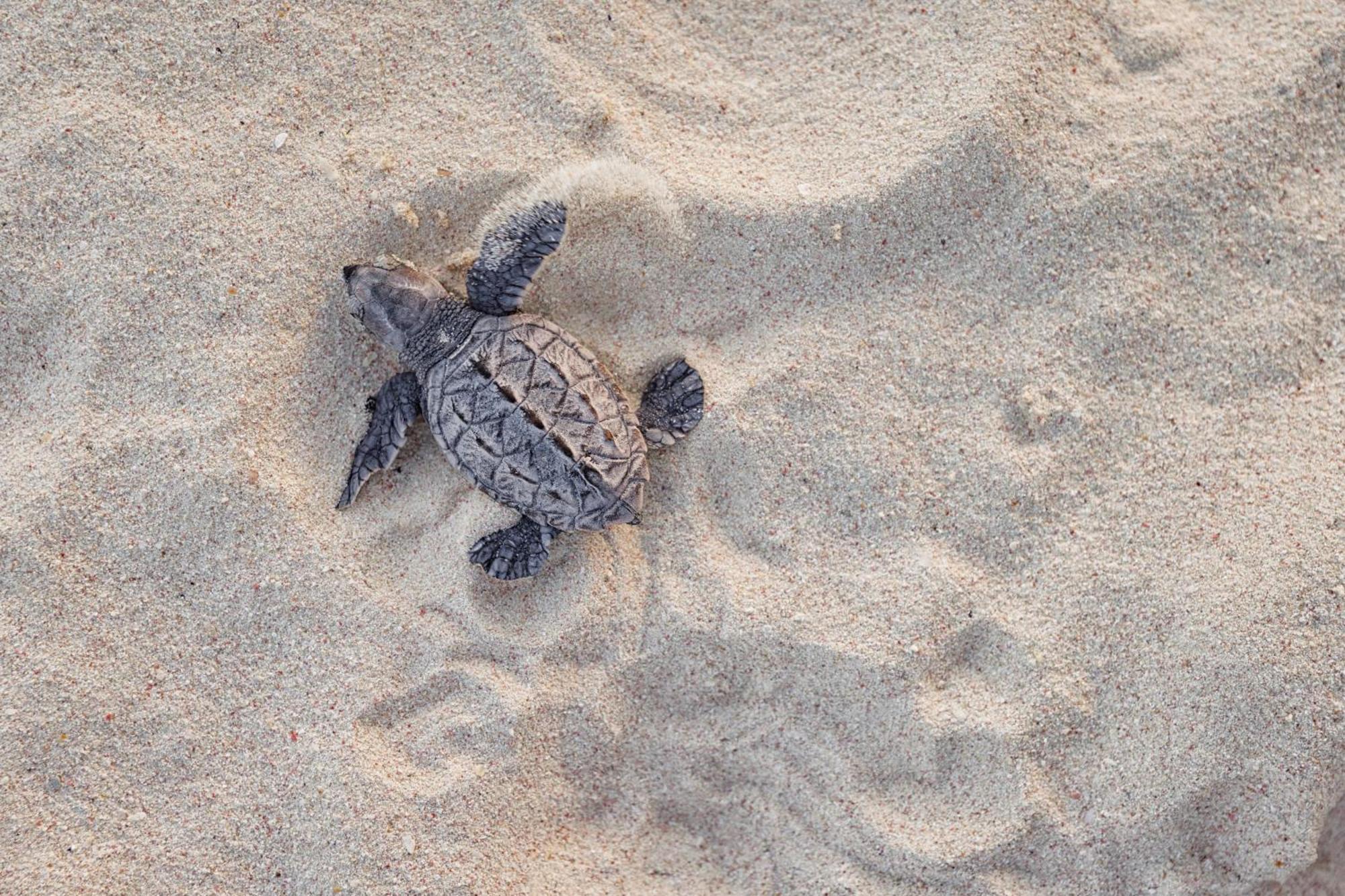 Sandals Royal Barbados All Inclusive - Couples Only (Adults Only) Oistins المظهر الخارجي الصورة